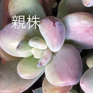 多肉植物^o^  葉挿し赤ちゃんフレーベル錦(その他)