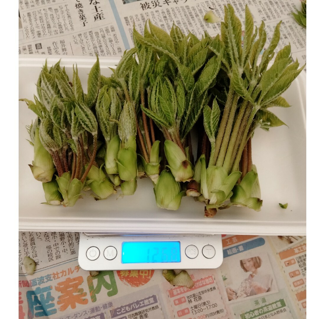 ５、天然コシアブラ　１２０グラム 食品/飲料/酒の食品(野菜)の商品写真