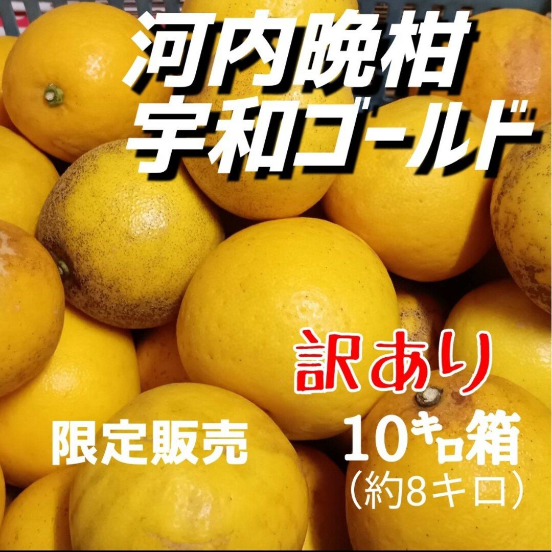 愛媛県産★農家直送★河内晩柑 訳あり 10㌔箱 食品/飲料/酒の食品(フルーツ)の商品写真