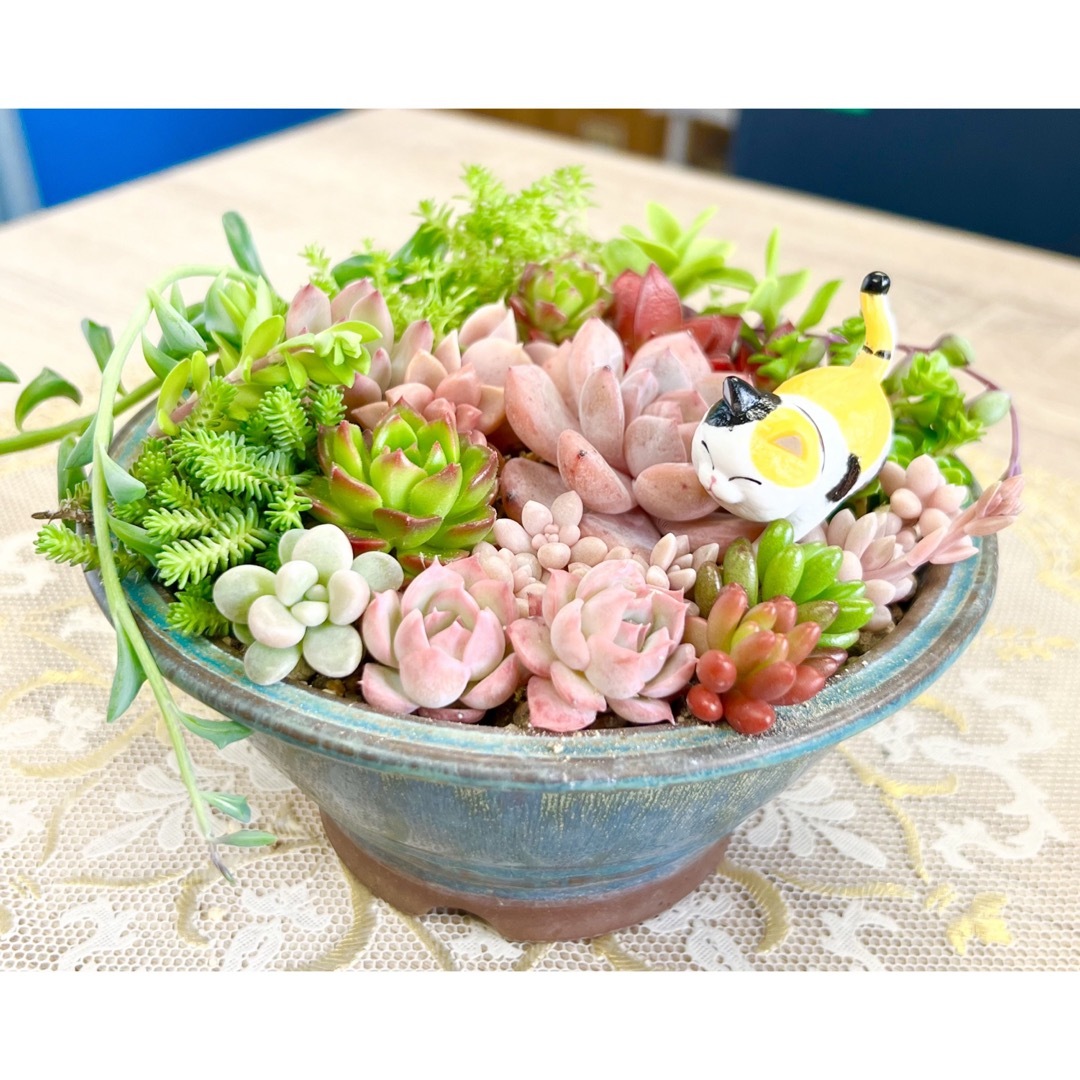 カラフル＆モリモリ★多肉植物・寄せ植えセット♪④ ハンドメイドのフラワー/ガーデン(その他)の商品写真