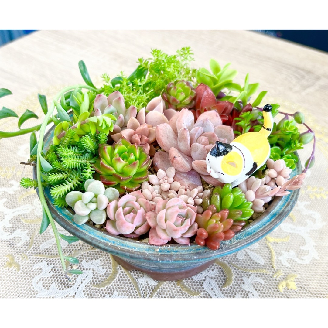 カラフル＆モリモリ★多肉植物・寄せ植えセット♪④ ハンドメイドのフラワー/ガーデン(その他)の商品写真