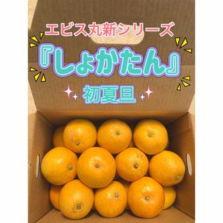 しょかたん　初夏旦　家庭用　初夏の香り　糖度高め　味濃いめ　樹齢20年(フルーツ)