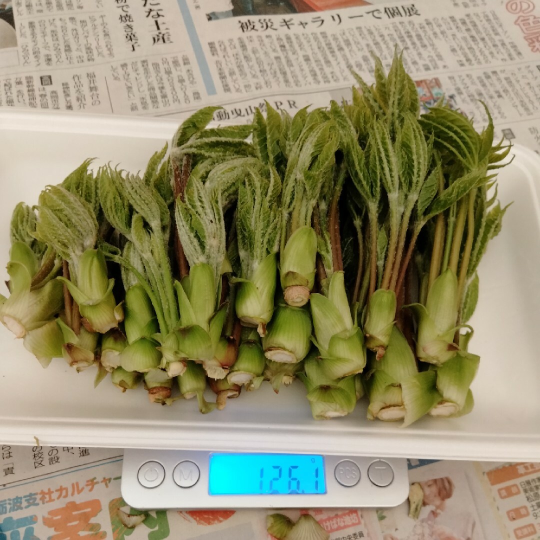 ６、天然コシアブラ　１２０グラム 食品/飲料/酒の食品(野菜)の商品写真