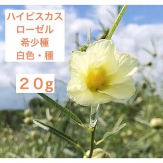 ハイビスカスローゼル　希少種　白色　種　20g(野菜)