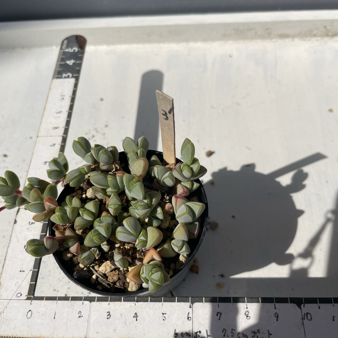 多肉植物 碧魚連③抜き苗の通販 by グリコ |ラクマ 多肉植物 碧魚連③抜き苗の通販 by グリコ |ラクマ