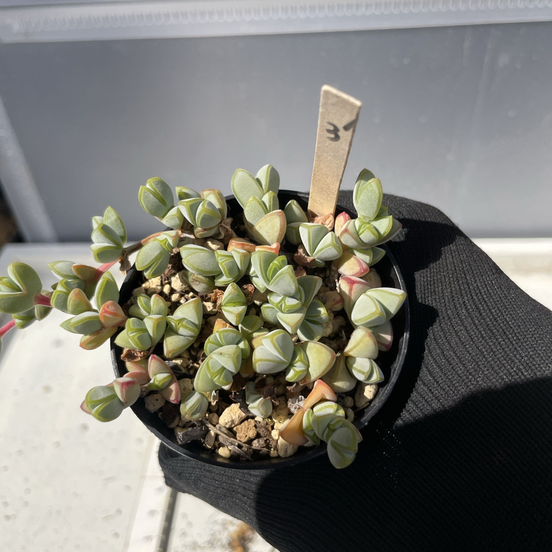 多肉植物 碧魚連③抜き苗の通販 by グリコ |ラクマ 多肉植物 碧魚連③抜き苗の通販 by グリコ |ラクマ