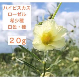 ハイビスカスローゼル　希少種　白色　種　20g(野菜)