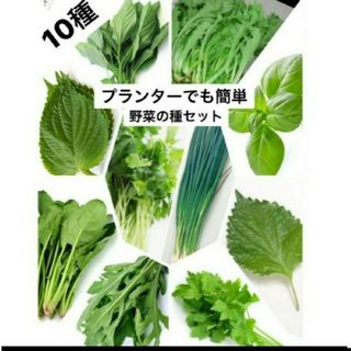 野菜種セットB(その他)