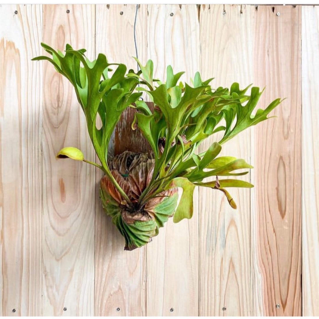 リドレイ　幼苗　ビカクシダ　観葉植物 ハンドメイドのフラワー/ガーデン(その他)の商品写真