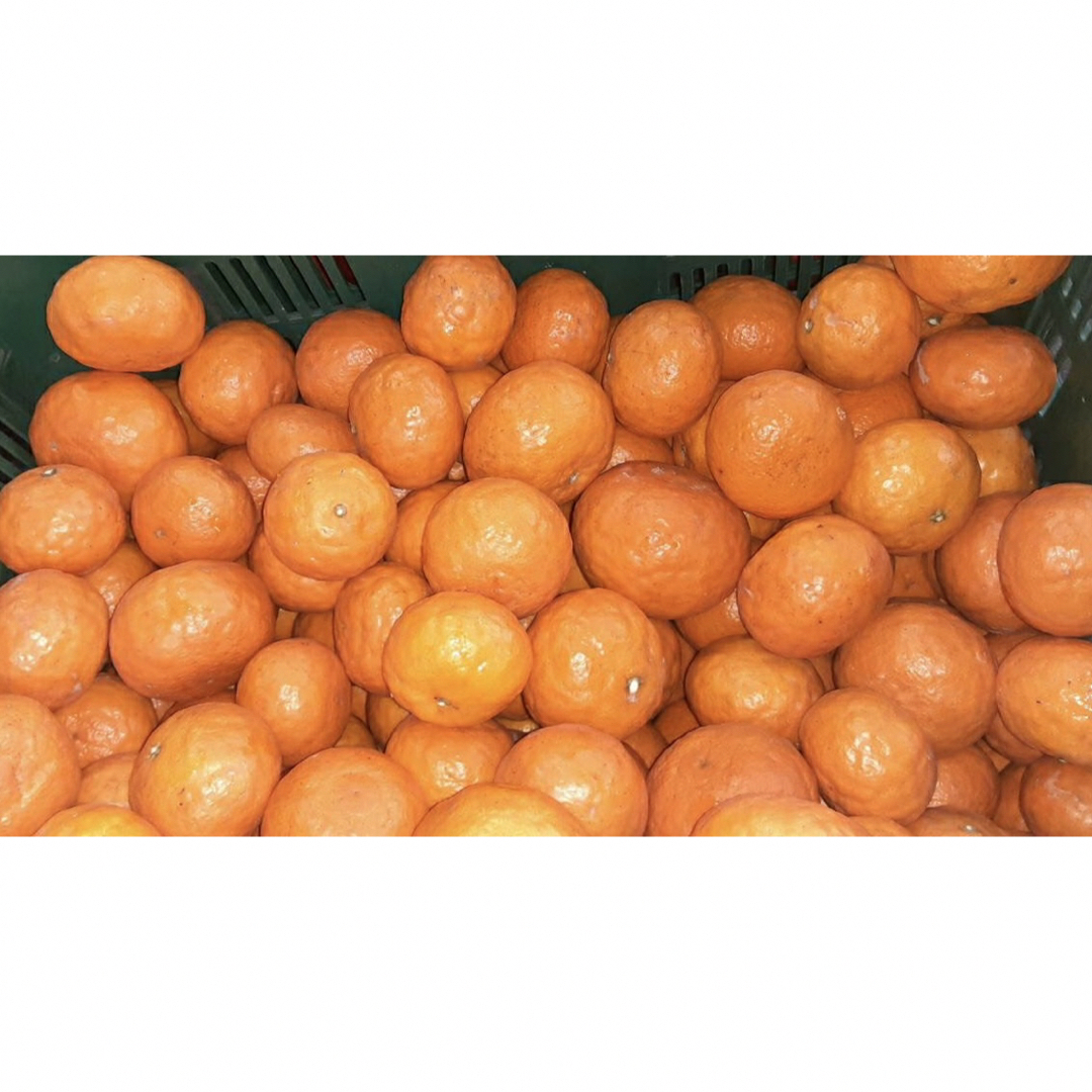 愛媛県産　なつみ　柑橘　5kg 食品/飲料/酒の食品(フルーツ)の商品写真