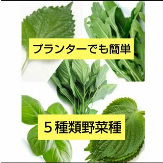 野菜種セットG(その他)