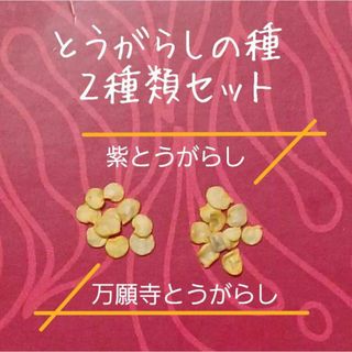 【固定種】とうがらしの種２種セット(その他)