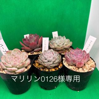 多肉植物　５点セット(その他)