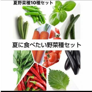 野菜タネセットO(その他)