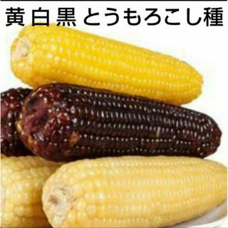 野菜　種　セット　トウモロコシ(その他)