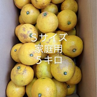 地元果物屋おすすめ高知宿毛産すくも小夏Sサイズ5キロ日向夏/味良い※一部送料込(フルーツ)