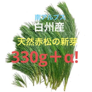 天然赤松の新芽(2023年)増量330g＋α 南アルプス白州産　絶品！　レシピ付(健康茶)