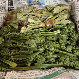 天然 山菜 タラの芽 こごみ セット1kg 鳥取県産 送料無料 春の訪れ(野菜)