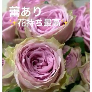 切り花品種　四季咲きバラ苗　大輪　✨花持ち最高✨(その他)