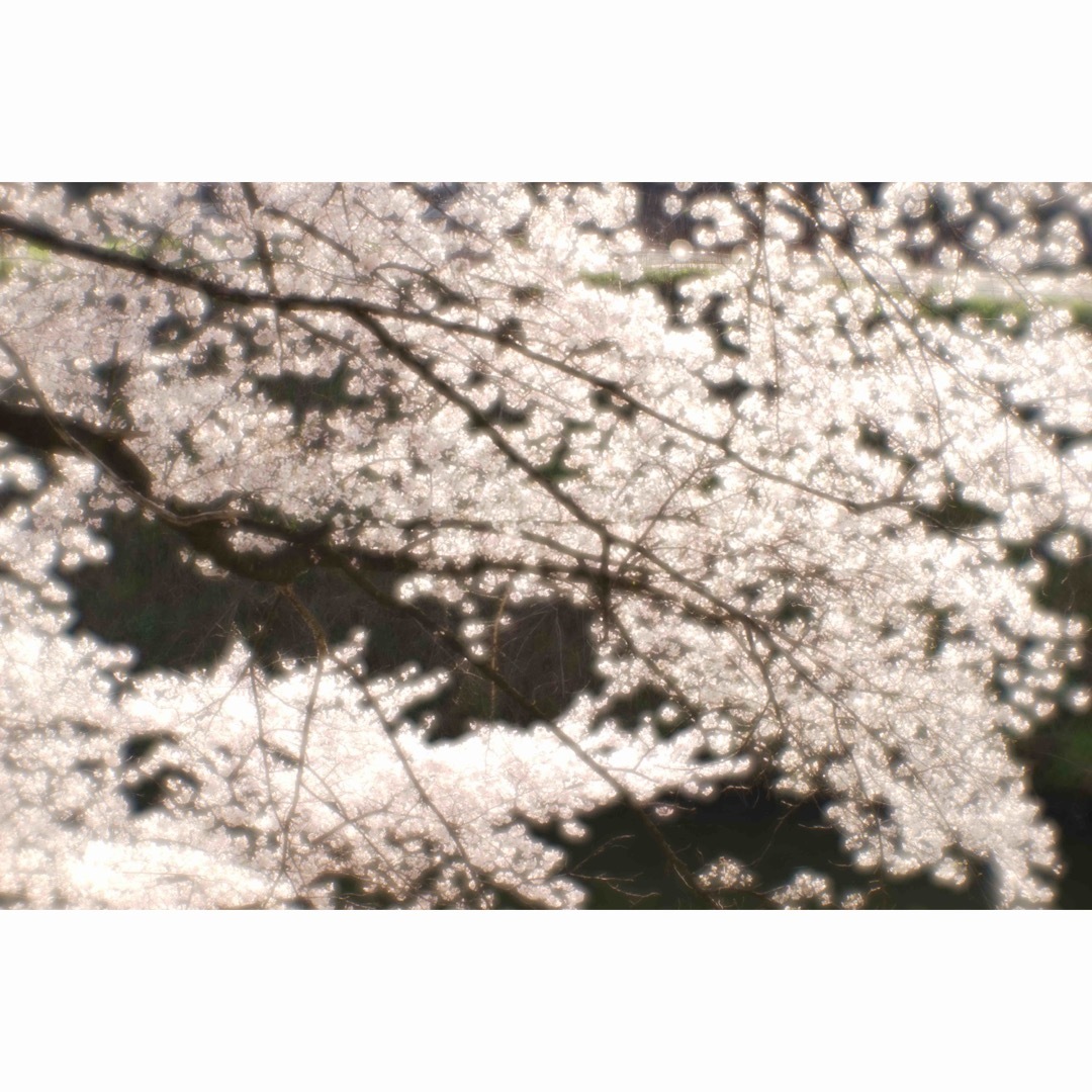 Kenko(ケンコー)の作例付き　kenko 85mm F2.5 SOFT Fマウント　管mpr スマホ/家電/カメラのカメラ(レンズ(単焦点))の商品写真