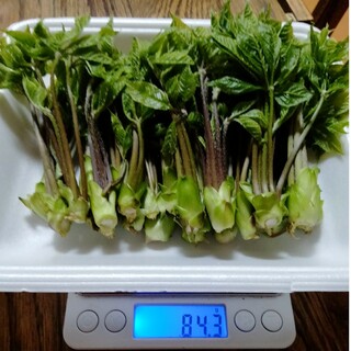 ７、青木様専用　天然コシアブラ　８０グラム　Ｂ品　２セット(野菜)