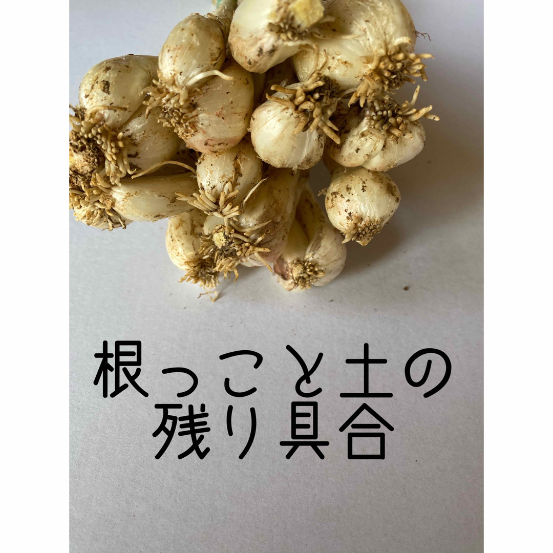 農家直送☀️沖縄県産　島らっきょう　500g 土•根付 食品/飲料/酒の食品(野菜)の商品写真