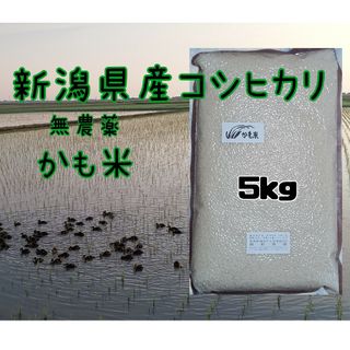 無農薬米新潟県産コシヒカリ5k(米/穀物)