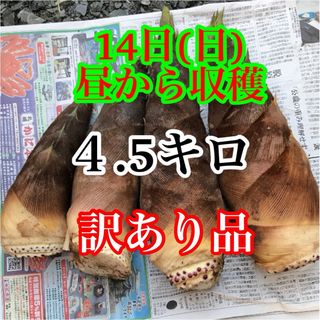 タケノコ　４.5キロ　当日発送　米ぬか付き　(野菜)