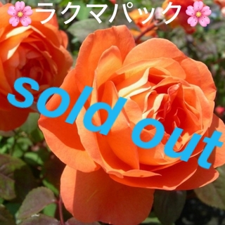 🌸sold out🌸《バラ苗　レディエマハミルトン　四季咲き　強香✨》(その他)