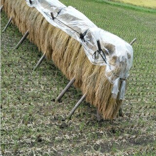 新米令和5年産コシヒカリ３０キロ玄米無農薬にて作り上げた自慢のお米になります(米/穀物)