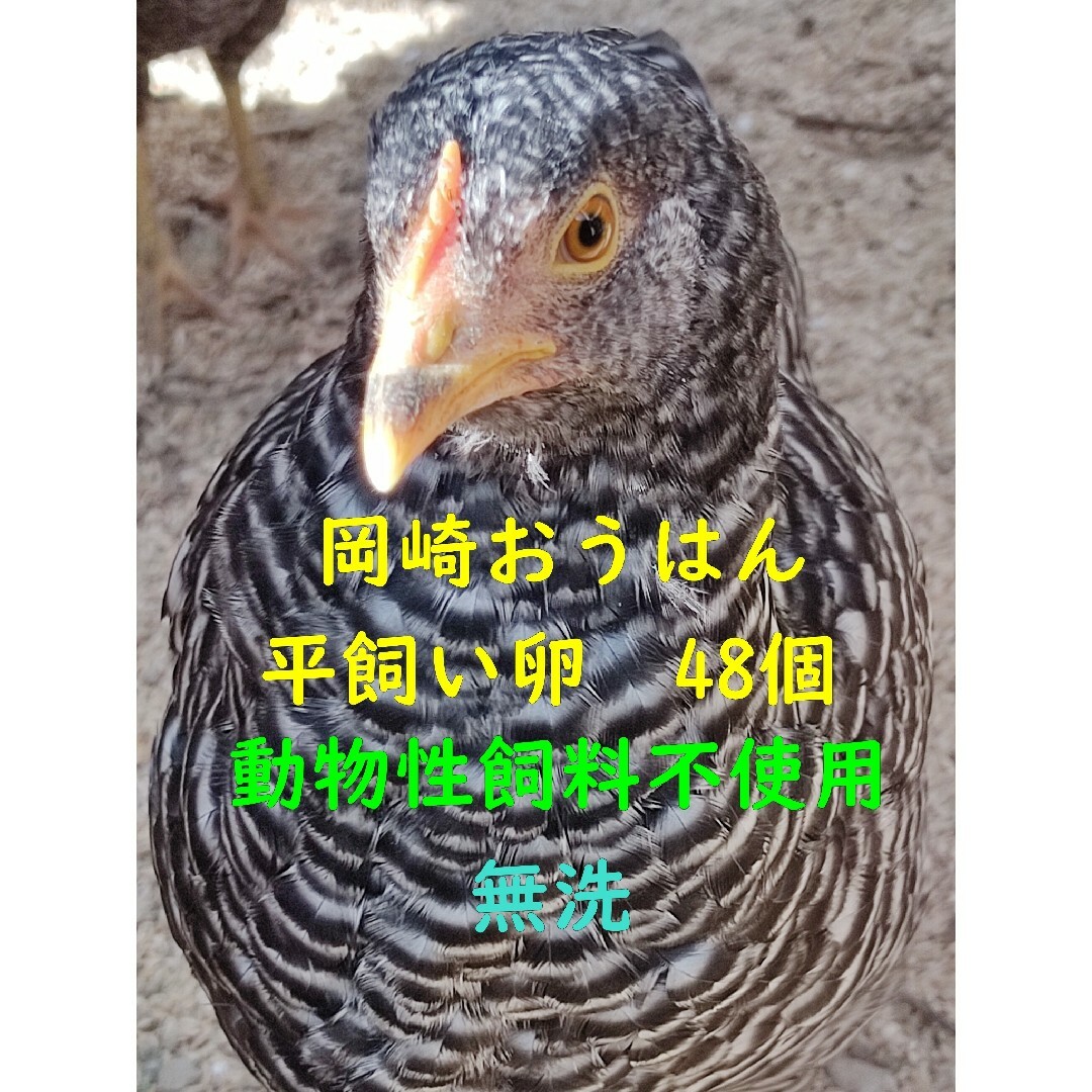 岡崎おうはん　平飼いたまご　48個　動物性飼料不使用　無洗 食品/飲料/酒の食品(その他)の商品写真