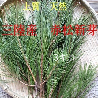 松の葉3キロ　上質赤松新芽　デトックスレシピ付き(野菜)
