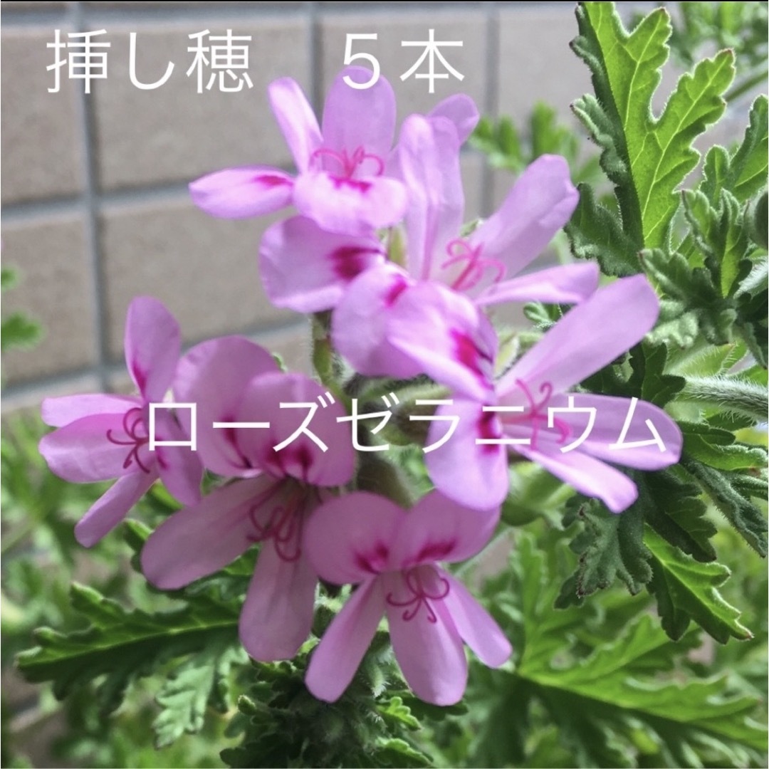 薔薇香ハーブ【ローズゼラニウム】挿し木用の挿し穂5本　蚊よけ・アトピーにも ハンドメイドのフラワー/ガーデン(その他)の商品写真