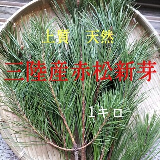 松の葉1キロ　上質赤松新芽　デトックスレシピ付き(野菜)