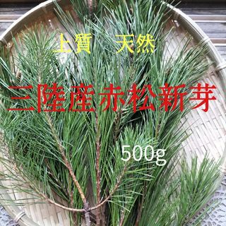 松の葉500g  上質赤松新芽　デトックスレシピ付き(野菜)