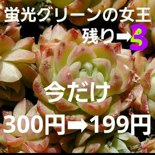 残り➡︎3♡今だけ値下げ♡蛍光グリーンの女王 カット苗 1つ  多肉植物(その他)