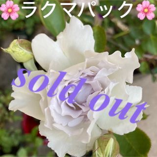 🌸sold out🌸《バラ苗　ガブリエル　四季咲き　強香✨》⭐︎ラクマパック⭐︎(その他)