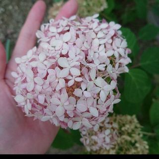 変更あり　紫陽花 アジサイ  挿し木 枝 アナベル(ドライフラワー)