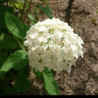 紫陽花 アジサイ  挿し木 枝 アナベル(ドライフラワー)