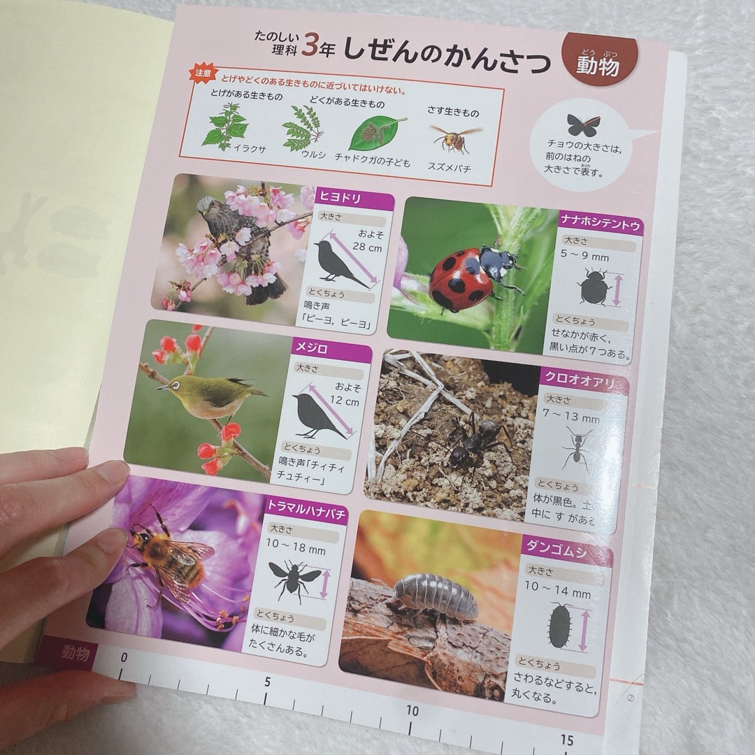 たのしい理科3年　理科教科書 エンタメ/ホビーの本(語学/参考書)の商品写真