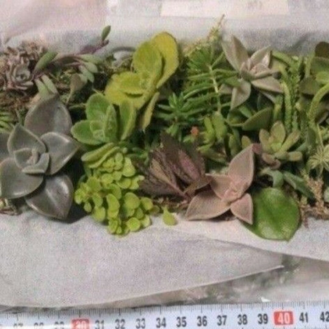 多肉植物　品種色々100ｇ程度 ハンドメイドのフラワー/ガーデン(プランター)の商品写真