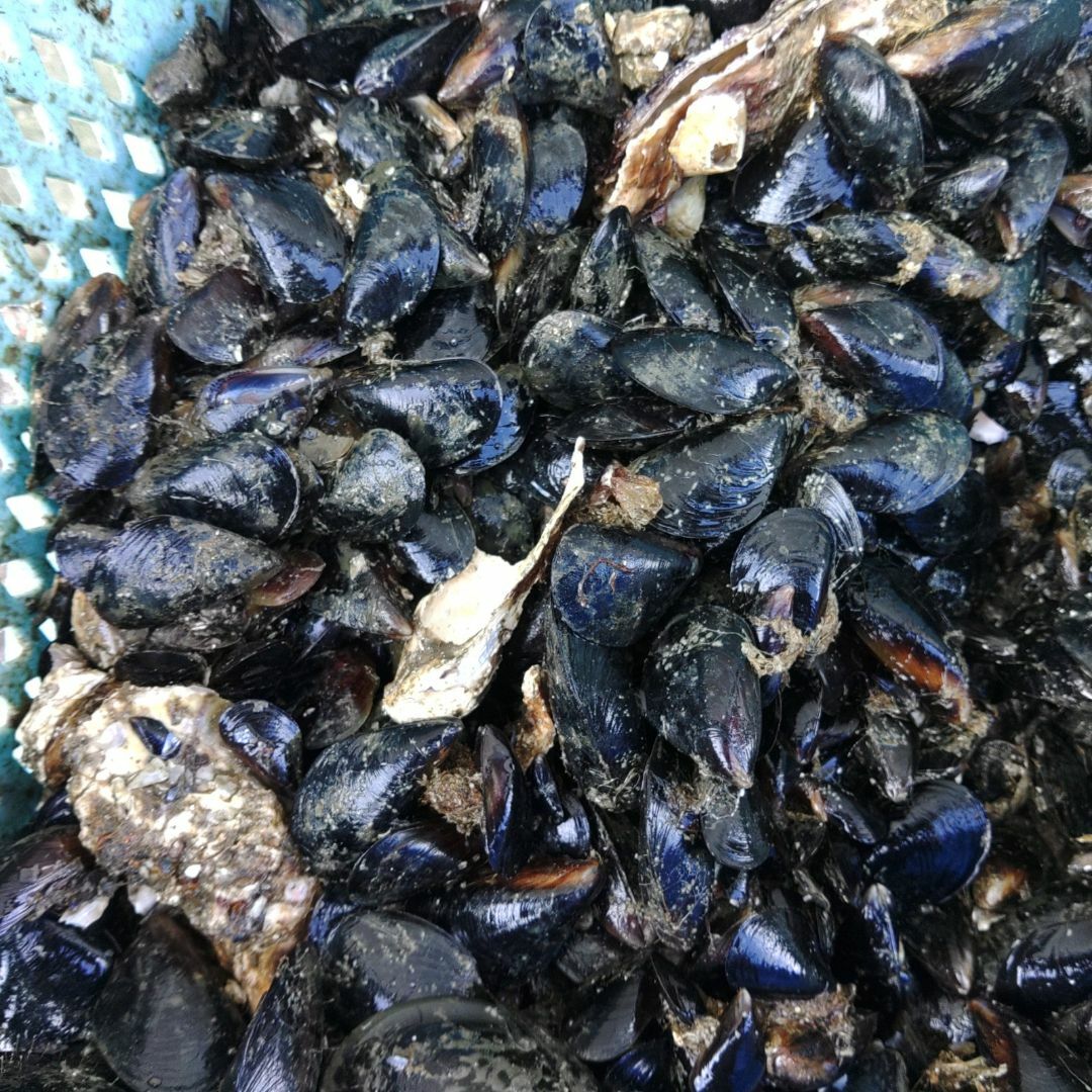 釣り餌 ムール貝 撒き餌にも ムラサキイガイ １４ｋｇ入 冷凍餌イガイカラスガイ スポーツ/アウトドアのフィッシング(その他)の商品写真