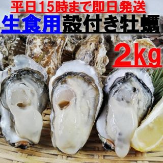 15時まで即日発送可能  生食用 殻付き 牡蠣 ２ｋｇ（14~35粒）牡蠣 殻付(魚介)