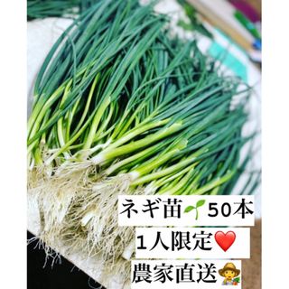 福岡県産　ネギ苗50本 1人限定(野菜)