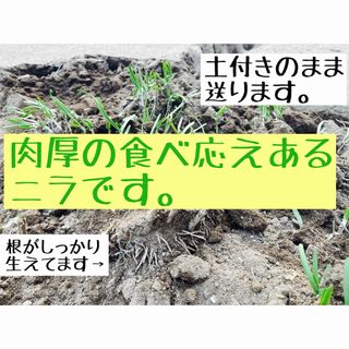 ニラの苗30本〜(野菜)