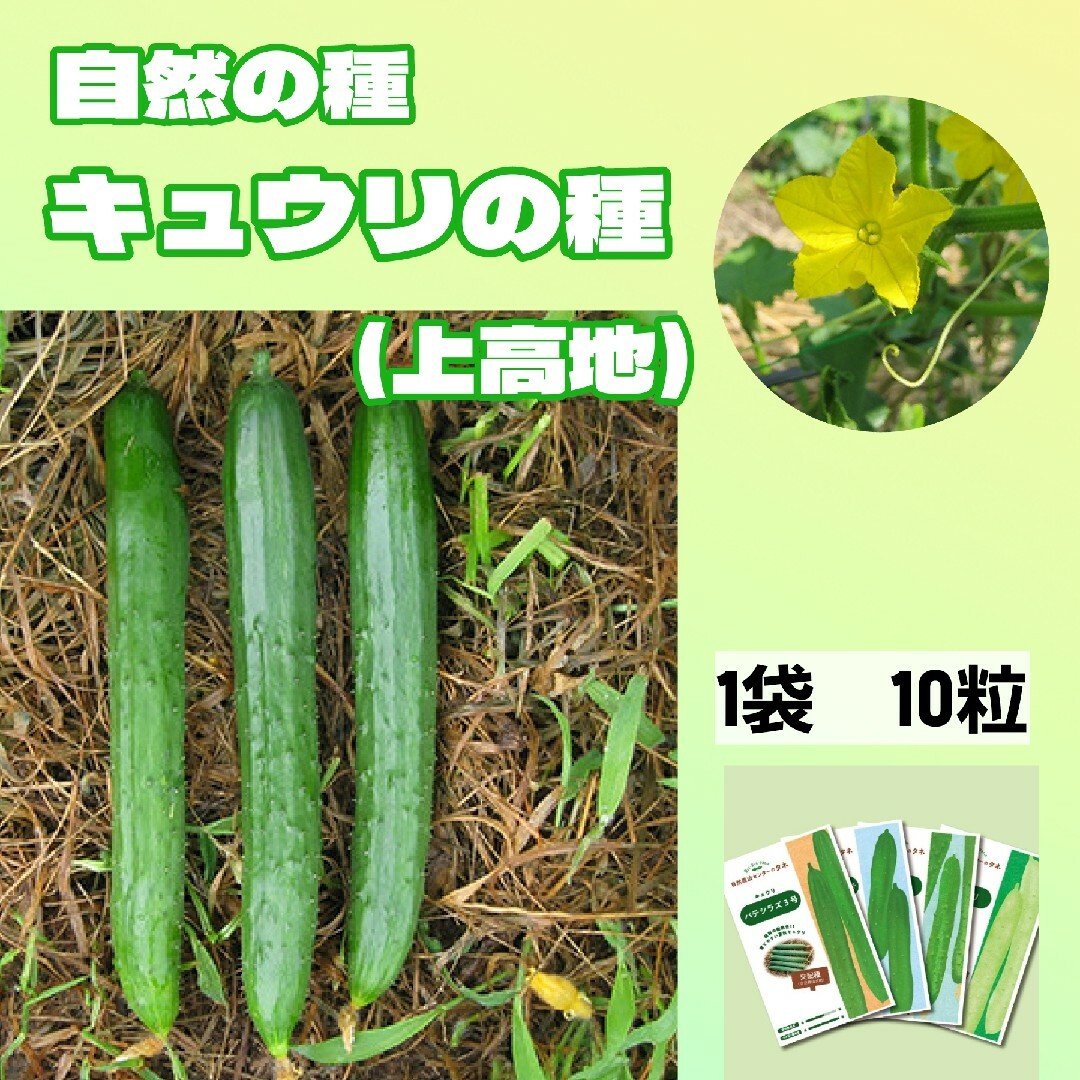 キュウリの種　上高地　自然農法で育成・採種された国内の種　露地　早まき 食品/飲料/酒の食品(野菜)の商品写真