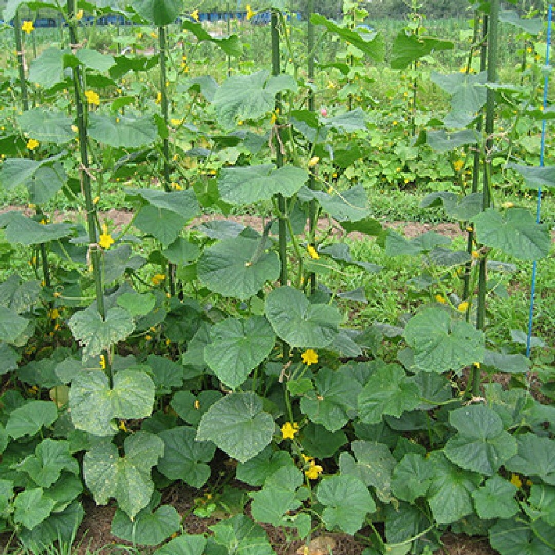 キュウリの種　上高地　自然農法で育成・採種された国内の種　露地　早まき 食品/飲料/酒の食品(野菜)の商品写真