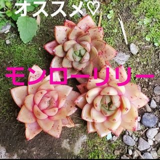 オススメ♡モンローリリー カット苗 1つ  多肉植物(その他)