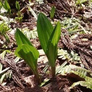 北海道産　朝採り　ギョウジャニンニク　100本(野菜)