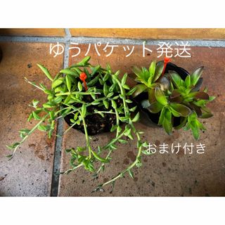 2鉢　抜き苗＋おまけ10種類　多肉植物　セダム　ゆうパケット発送(その他)